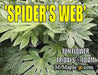 - Fatsia japonica 'Spider's Web' Reticulated Variegated Japanese Aralia - Mr Maple │ Buy Japanese Maple Trees
