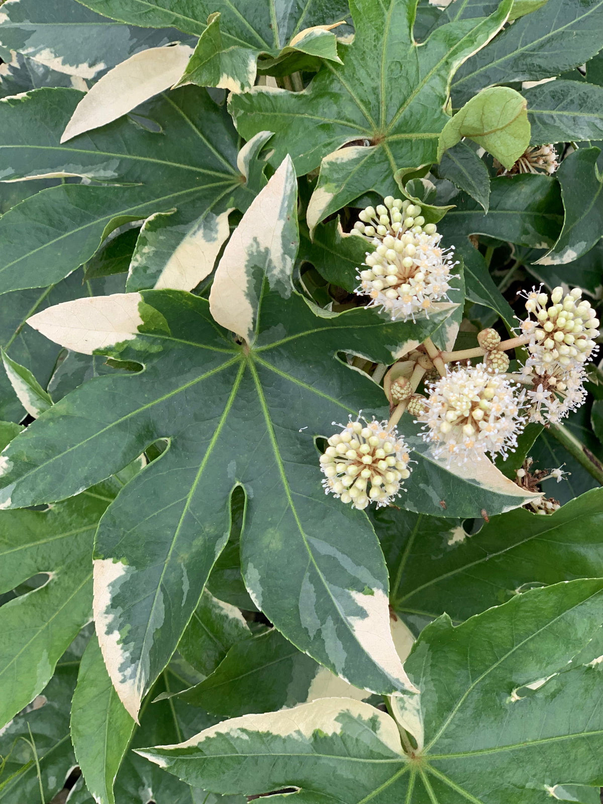 Buy Fatsia japonica 'Variegata' Marble Chip Variegated Japanese Aralia — Mr  Maple │ Buy Japanese Maple Trees
