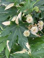 - Fatsia japonica 'Variegata' Marble Chip Variegated Japanese Aralia - Mr Maple │ Buy Japanese Maple Trees