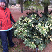 - Fatsia japonica 'Variegata' Marble Chip Variegated Japanese Aralia - Mr Maple │ Buy Japanese Maple Trees