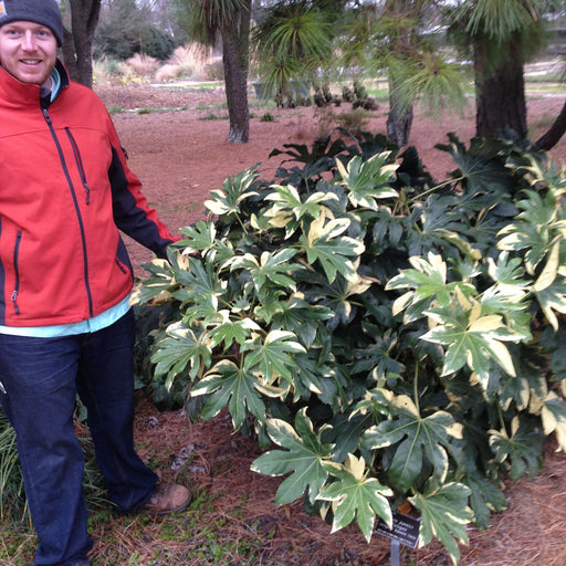 - Fatsia japonica 'Variegata' Marble Chip Variegated Japanese Aralia - Mr Maple │ Buy Japanese Maple Trees
