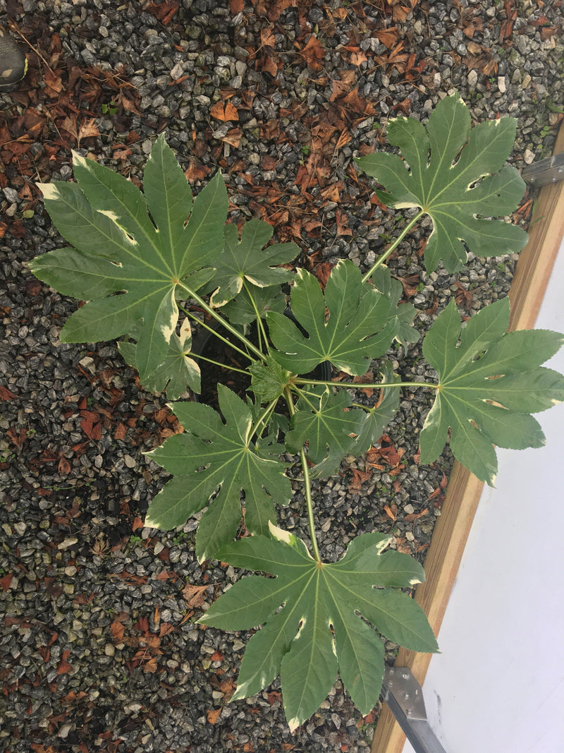 - Fatsia japonica 'Variegata' Marble Chip Variegated Japanese Aralia - Mr Maple │ Buy Japanese Maple Trees