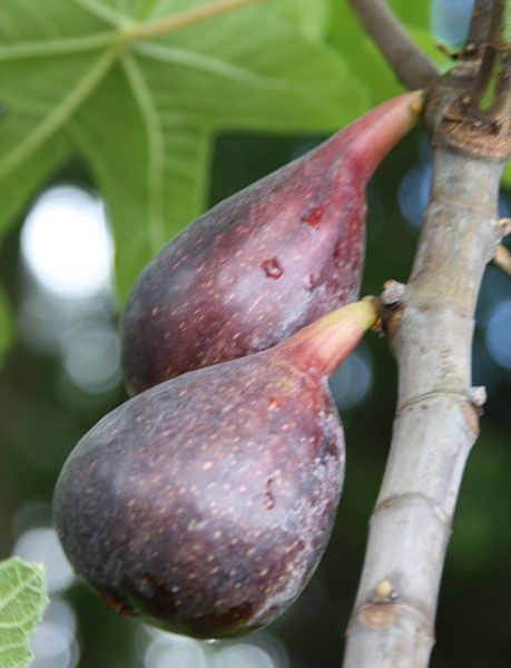Ficus carica 'Brown Turkey' Mediterranean Fig Tree