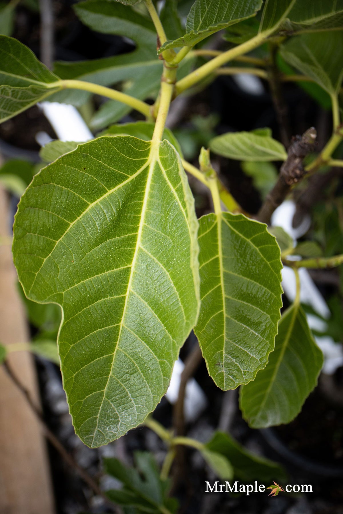 Buy Ficus carica 'Ghost Hill™' Mediterranean Fig Tree — Mr Maple │ Buy ...