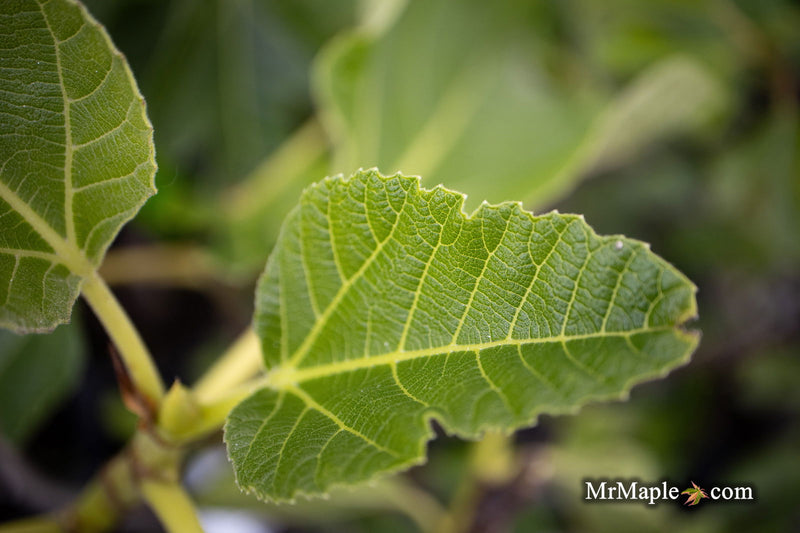 - Ficus carica 'Ghost Hill™' Mediterranean Fig Tree - Mr Maple │ Buy Japanese Maple Trees