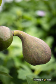 - Ficus carica 'Ghost Hill™' Mediterranean Fig Tree - Mr Maple │ Buy Japanese Maple Trees
