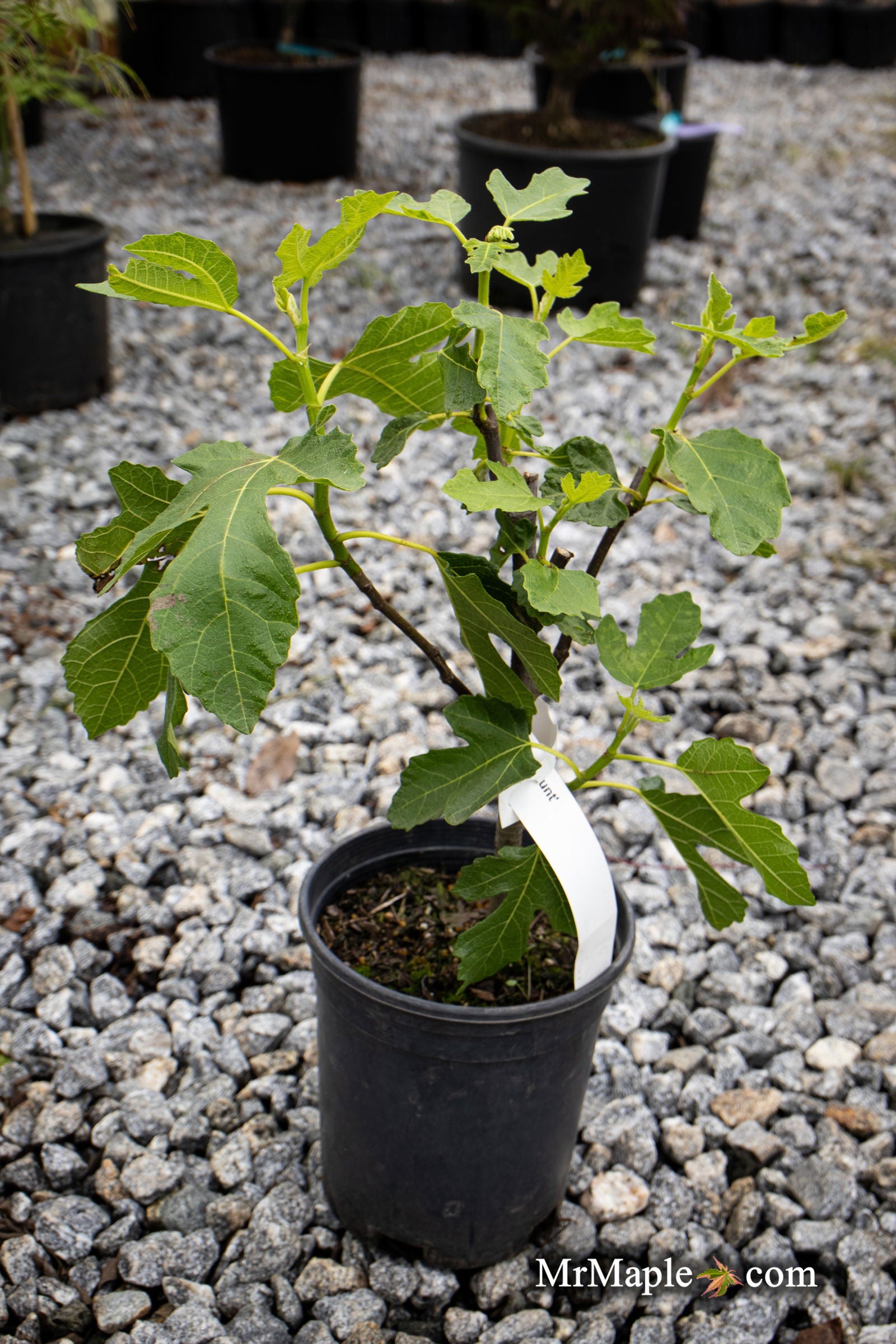 Mr Maple Ficus carica Olympian Fig Tree - Thumbnail 2