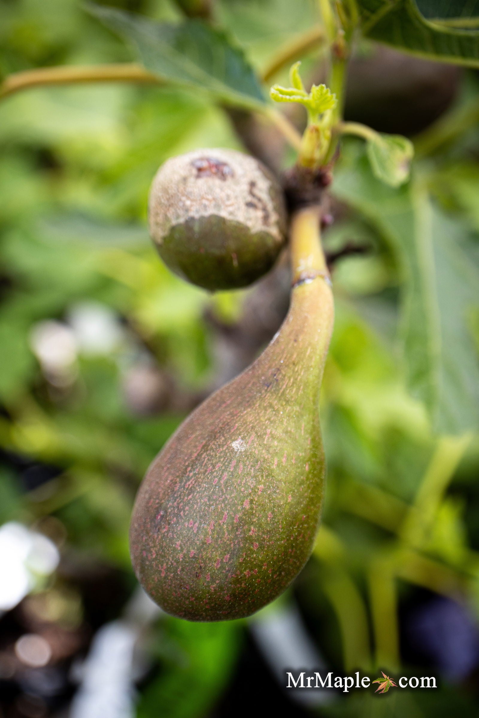 Mr Maple Ficus carica 'Hunt' Fig Tree