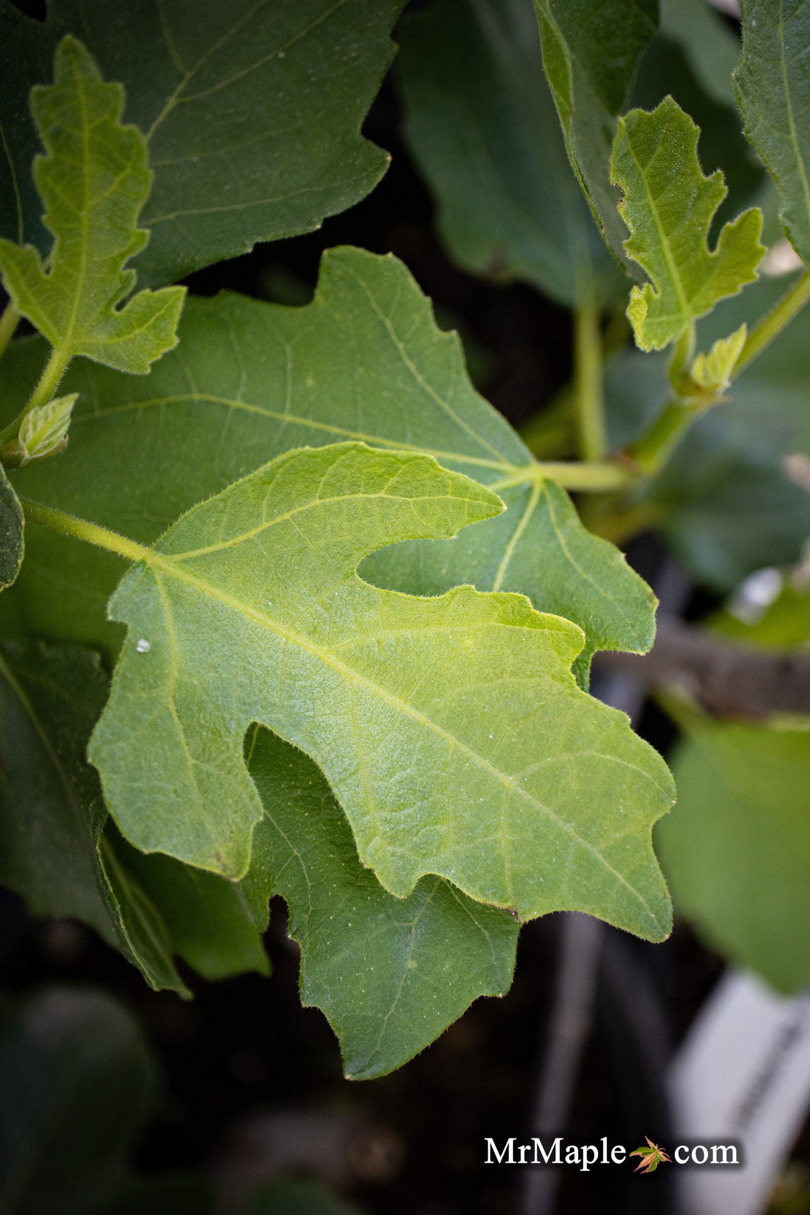 Mr Maple Ficus carica Olympian Fig Tree - Thumbnail 4