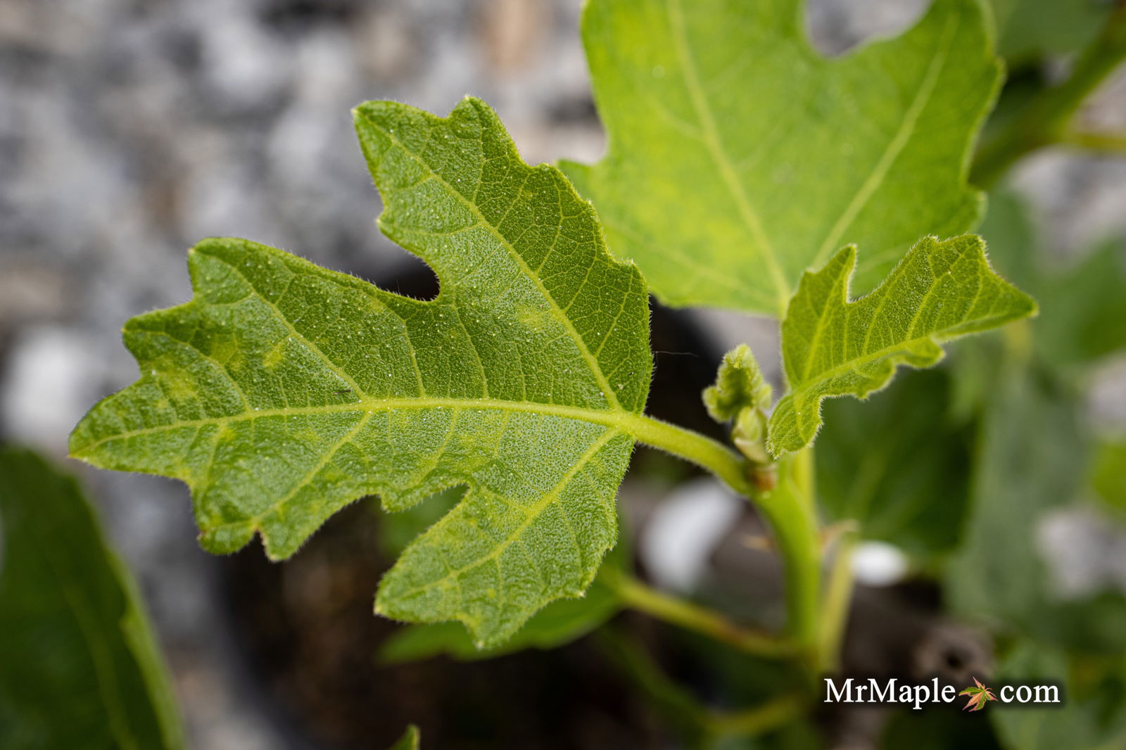 Mr Maple Ficus carica Olympian Fig Tree