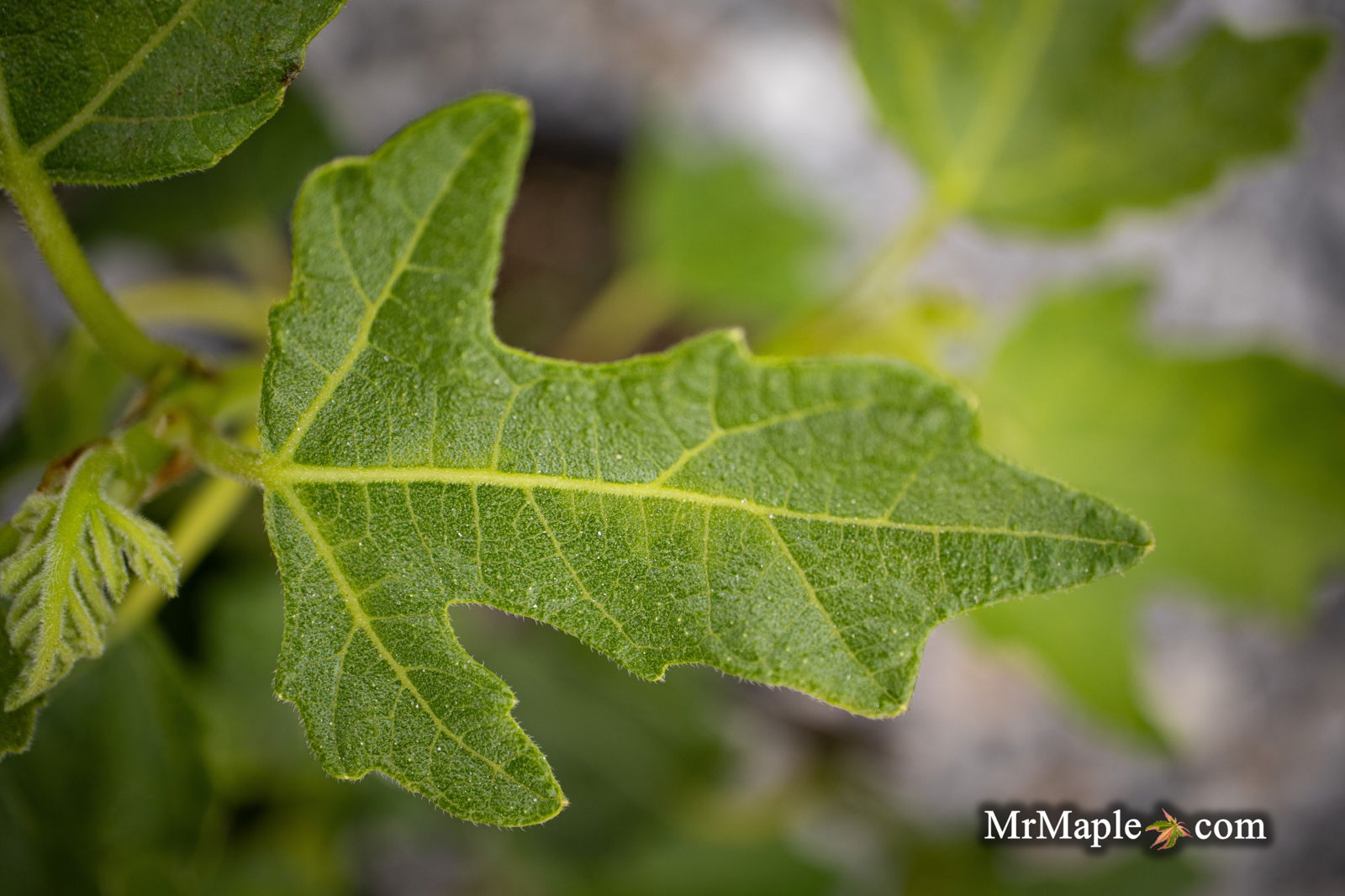 Mr Maple Ficus carica 'Hunt' Fig Tree - Thumbnail 3
