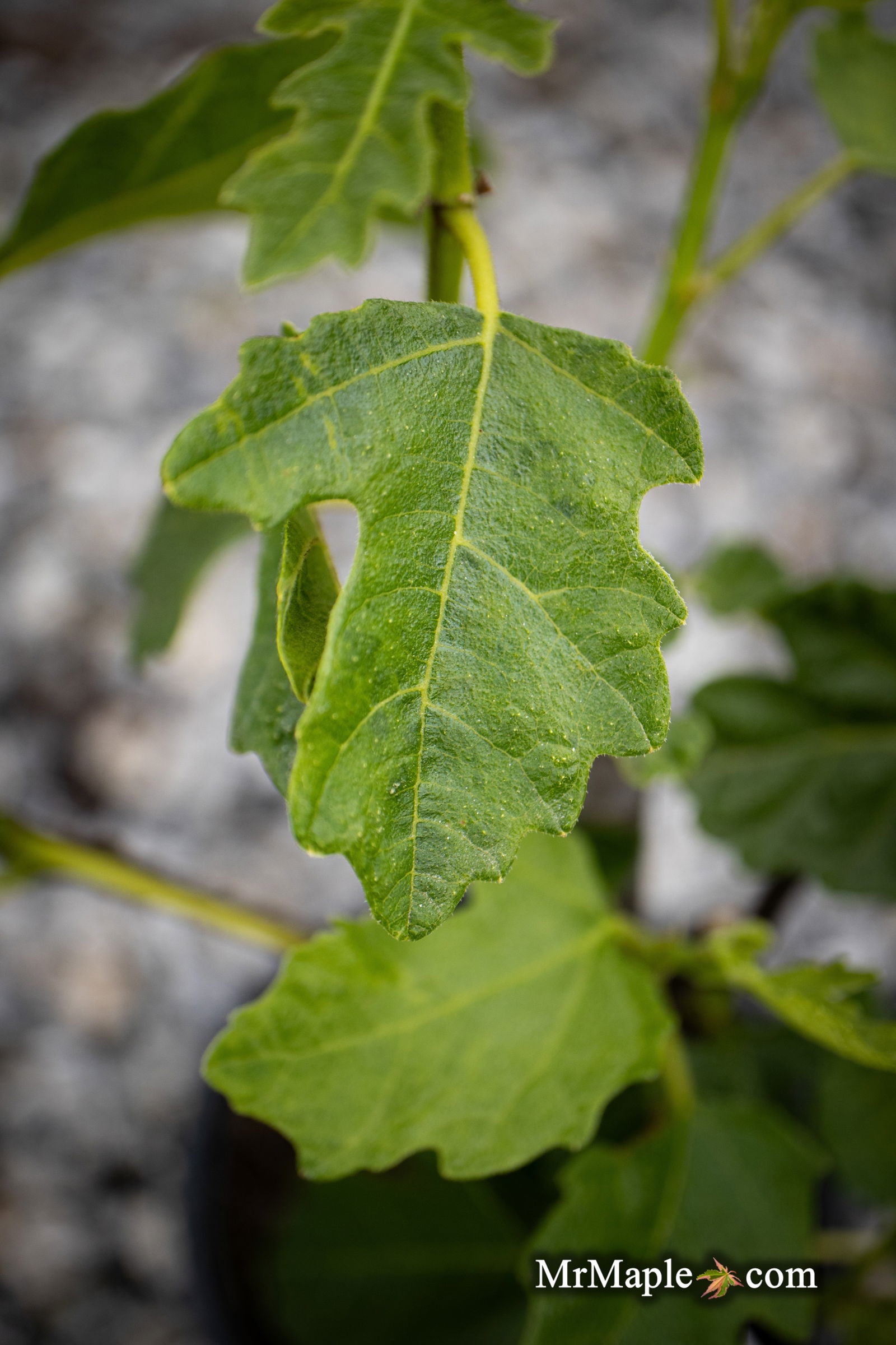 Mr Maple Ficus carica Olympian Fig Tree - Thumbnail 5