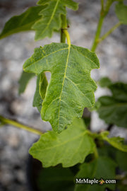 - Ficus carica 'Hunt' Mediterranean Fig Tree - Mr Maple │ Buy Japanese Maple Trees