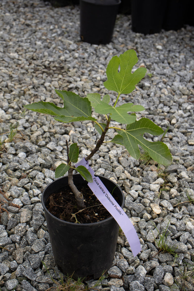 - Ficus carica 'Osborne Prolific' Mediterranean Fig Tree - Mr Maple │ Buy Japanese Maple Trees