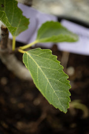 - Ficus carica 'Osborne Prolific' Mediterranean Fig Tree - Mr Maple │ Buy Japanese Maple Trees