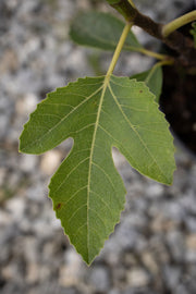 - Ficus carica 'Osborne Prolific' Mediterranean Fig Tree - Mr Maple │ Buy Japanese Maple Trees