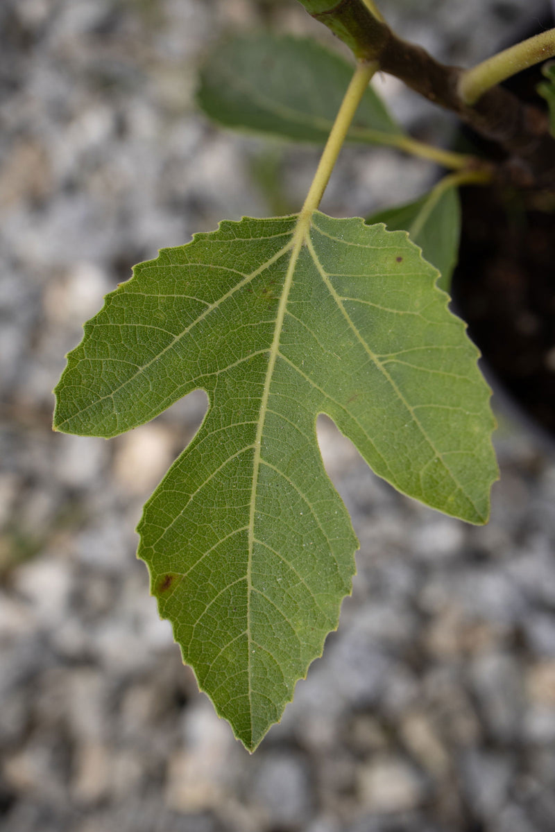 - Ficus carica 'Osborne Prolific' Mediterranean Fig Tree - Mr Maple │ Buy Japanese Maple Trees