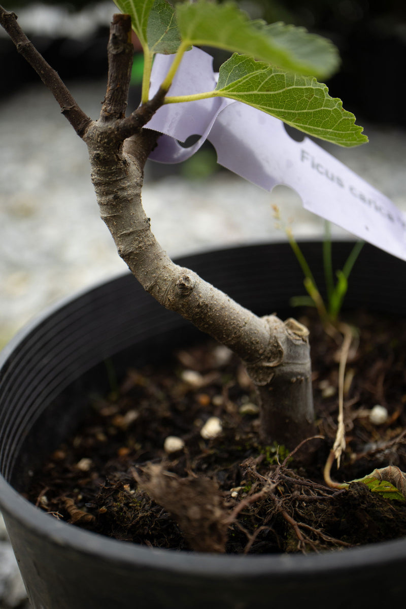 - Ficus carica 'Osborne Prolific' Mediterranean Fig Tree - Mr Maple │ Buy Japanese Maple Trees