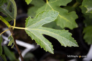- Ficus carica 'Violette de Bordeaux' Mediterranean Fig Tree - Mr Maple │ Buy Japanese Maple Trees