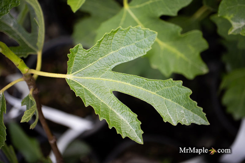 - Ficus carica 'Violette de Bordeaux' Mediterranean Fig Tree - Mr Maple │ Buy Japanese Maple Trees