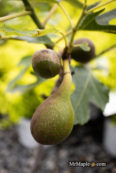 - Ficus carica 'Violette de Bordeaux' Mediterranean Fig Tree - Mr Maple │ Buy Japanese Maple Trees