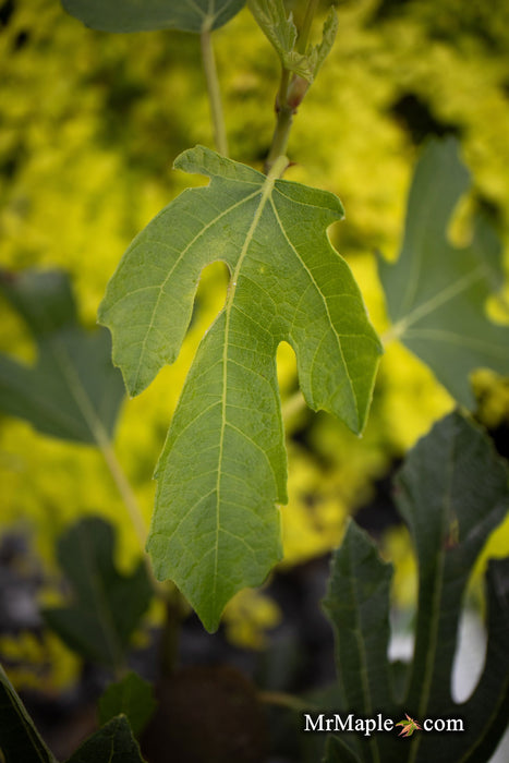 - Ficus carica 'Violette de Bordeaux' Mediterranean Fig Tree - Mr Maple │ Buy Japanese Maple Trees