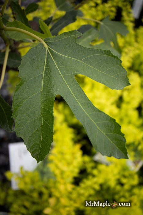 - Ficus carica 'Violette de Bordeaux' Mediterranean Fig Tree - Mr Maple │ Buy Japanese Maple Trees
