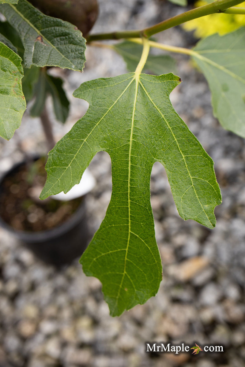 - Ficus carica 'Violette de Bordeaux' Mediterranean Fig Tree - Mr Maple │ Buy Japanese Maple Trees