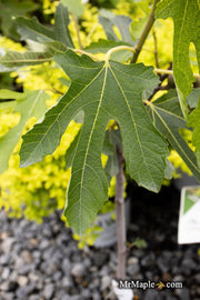 - Ficus carica 'Violette de Bordeaux' Mediterranean Fig Tree - Mr Maple │ Buy Japanese Maple Trees