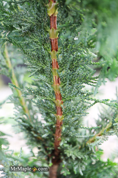 Chamaecyparis obtusa 'Filicoides Compacta' Dwarf Hinoki Cypress