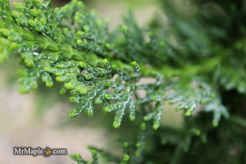 Chamaecyparis obtusa 'Filicoides Compacta' Dwarf Hinoki Cypress