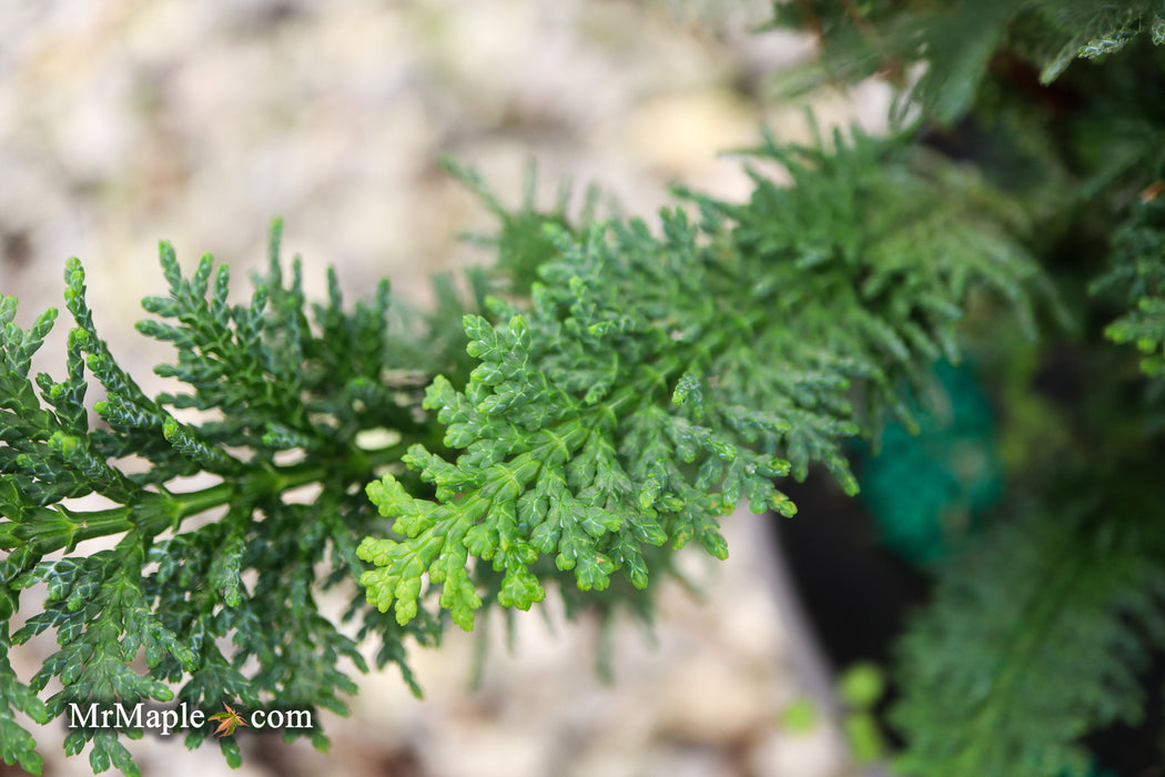 Chamaecyparis obtusa 'Filicoides Compacta' Dwarf Hinoki Cypress