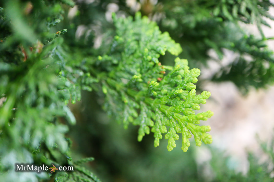 Chamaecyparis obtusa 'Filicoides Compacta' Dwarf Hinoki Cypress