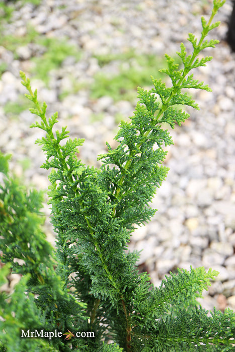 Chamaecyparis obtusa 'Filicoides Compacta' Dwarf Hinoki Cypress