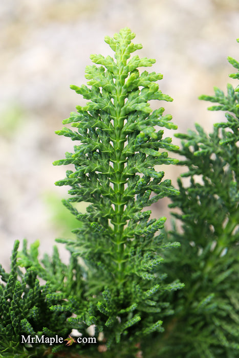 Chamaecyparis obtusa 'Filicoides Compacta' Dwarf Hinoki Cypress