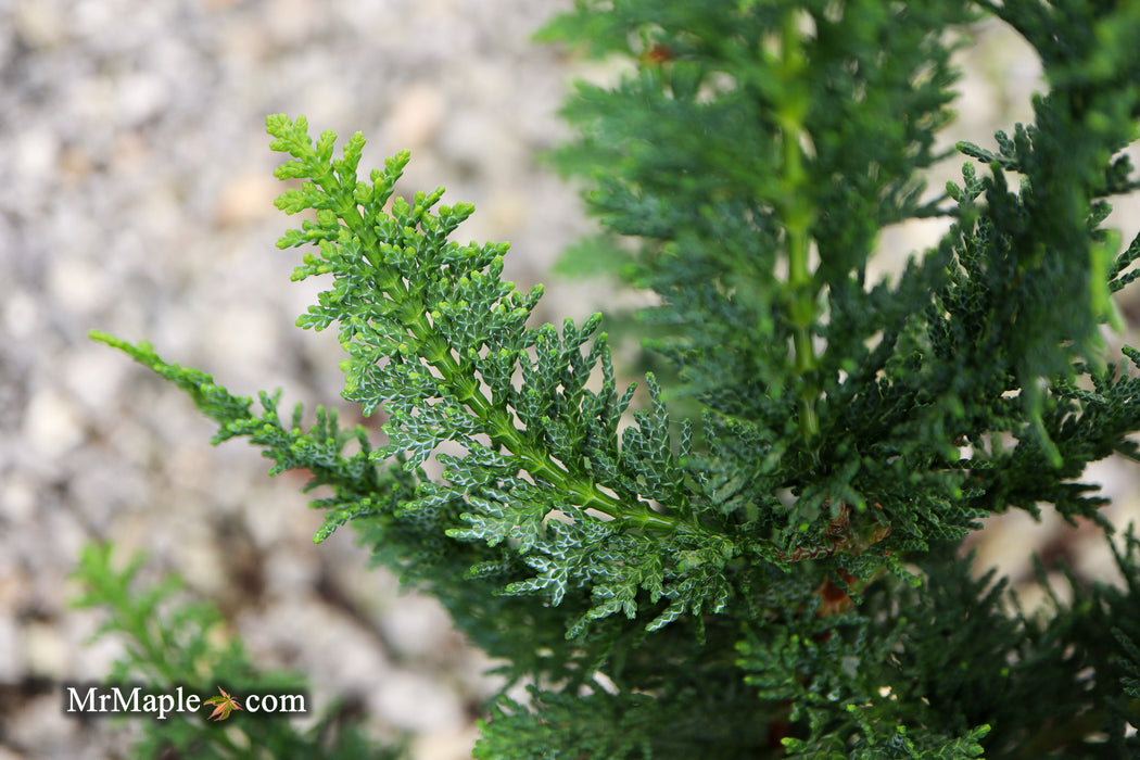 Chamaecyparis obtusa 'Filicoides Compacta' Dwarf Hinoki Cypress