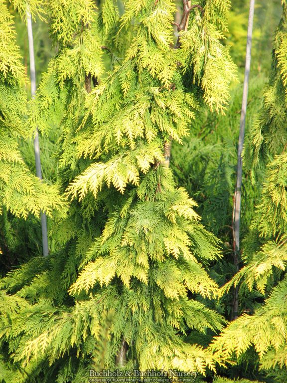 Chamaecyparis lawsoniana 'Filip's Golden Tears' Lawson Cypress