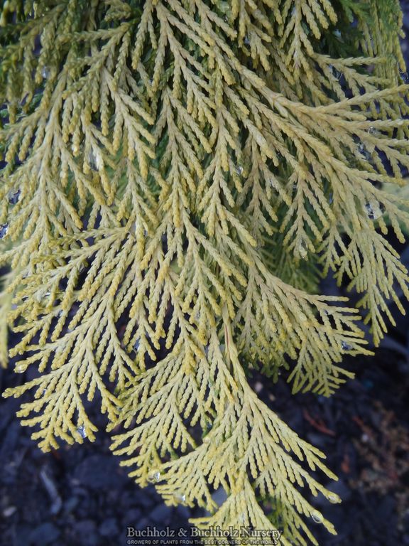 Chamaecyparis lawsoniana 'Filip's Golden Tears' Lawson Cypress