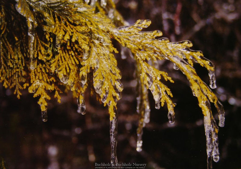 Chamaecyparis lawsoniana 'Filip's Golden Tears' Lawson Cypress