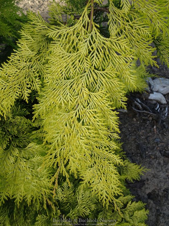 Chamaecyparis lawsoniana 'Filip's Golden Tears' Lawson Cypress