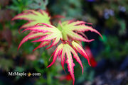 - Acer palmatum 'Firefly' Japanese Maple - Mr Maple │ Buy Japanese Maple Trees