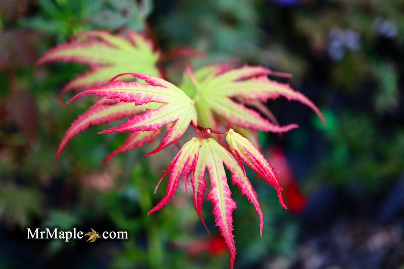 - Acer palmatum 'Firefly' Japanese Maple - Mr Maple │ Buy Japanese Maple Trees
