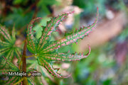 - Acer palmatum 'Firefly' Japanese Maple - Mr Maple │ Buy Japanese Maple Trees