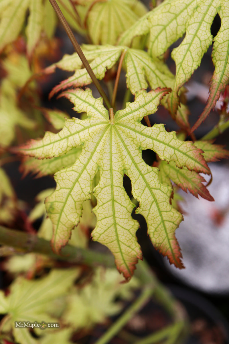 Acer palmatum 'First Ghost' Japanese Maple