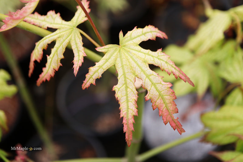 Acer palmatum 'First Ghost' Japanese Maple