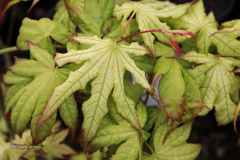 Acer palmatum 'First Ghost' Japanese Maple