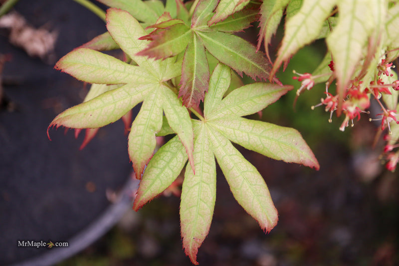 Acer palmatum 'First Ghost' Japanese Maple