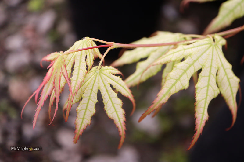 Acer palmatum 'First Ghost' Japanese Maple