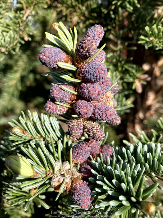 Abies squamata 'Flaky' Evergreen Fir Grafted onto Abies firma