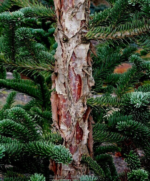 Abies squamata 'Flaky' Evergreen Fir Grafted onto Abies firma